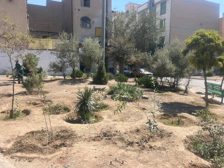 کاشت بیش از ۵۰۰۰ اصله درخت و درختچه در معابر و بوستان های منطقه ۴
