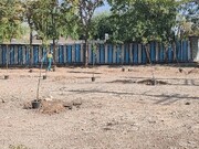 کاشت ۸۰ اصله درخت در اراضی رفع تصرف شده منطقه ۴