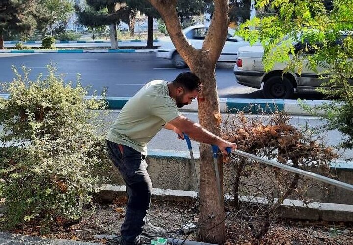  آغاز طرح توموگرافی درختان در منطقه ۱۴ تهران 